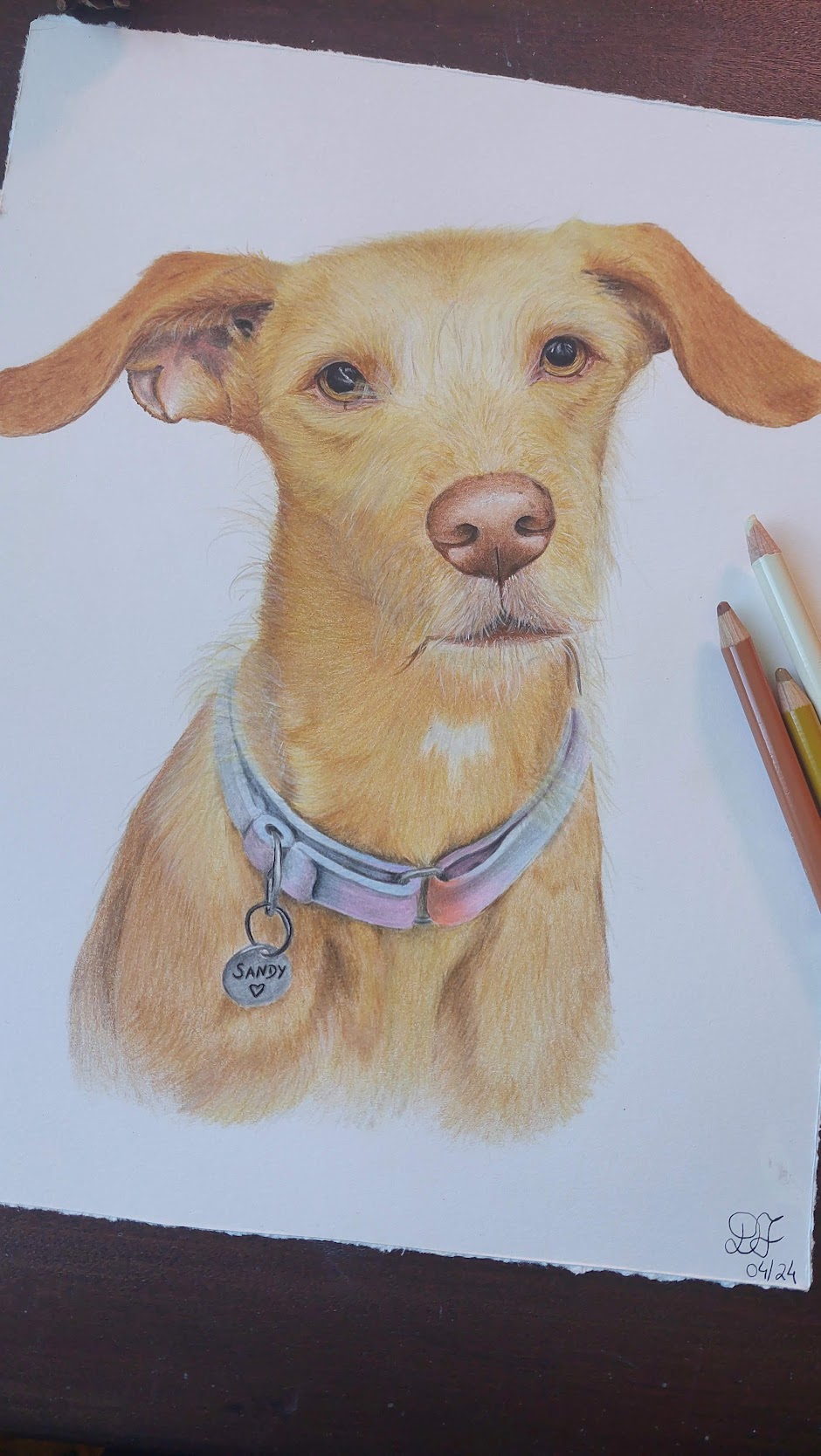 Retrato de cão