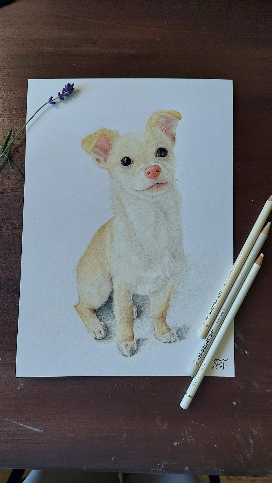Retrato de cão