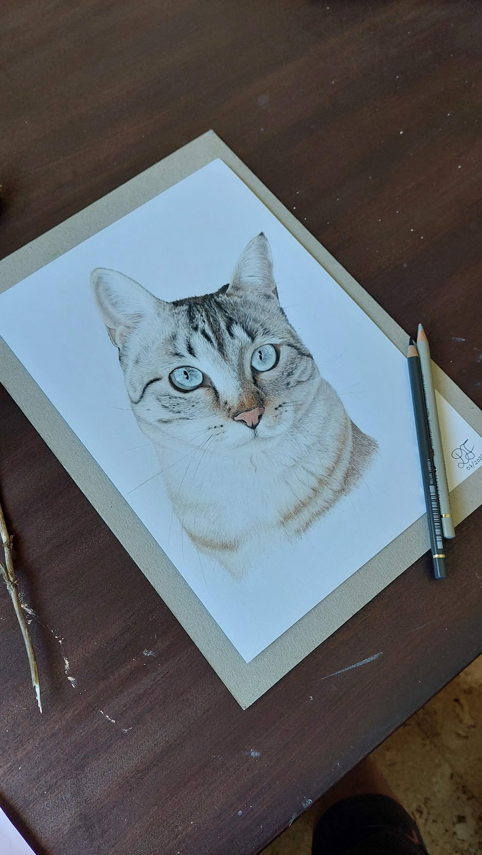 Retrato de gato