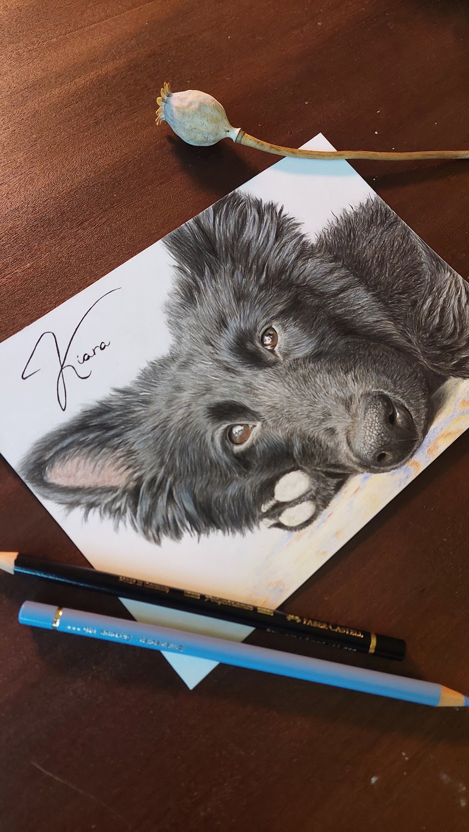 Retrato de cão