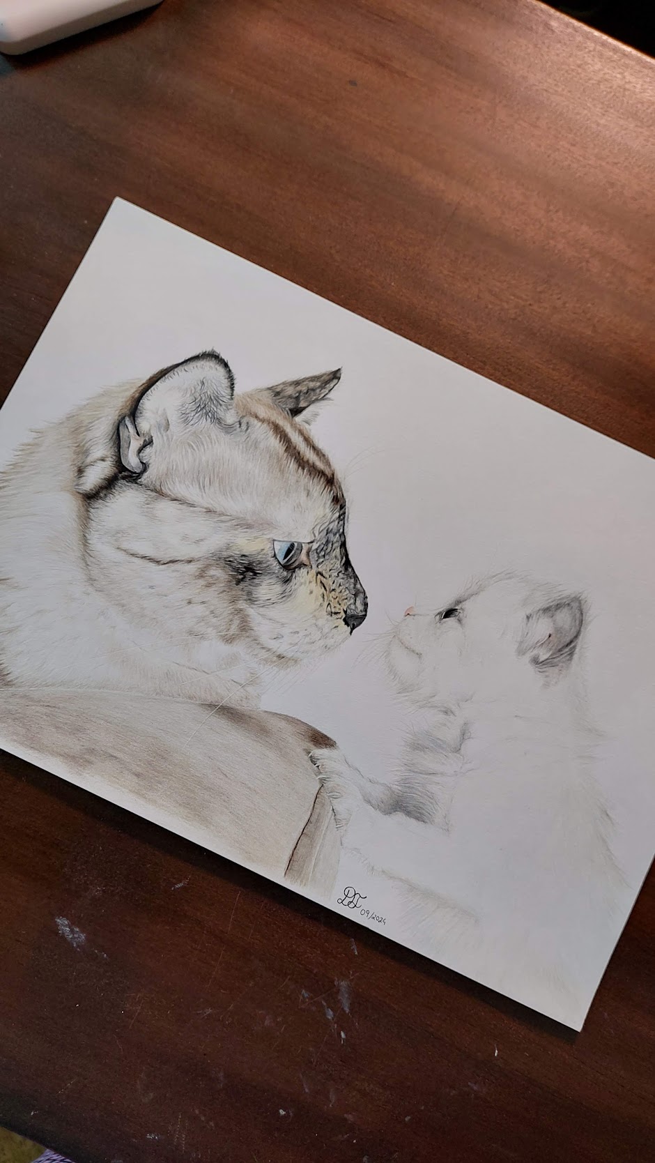 Retrato de gato