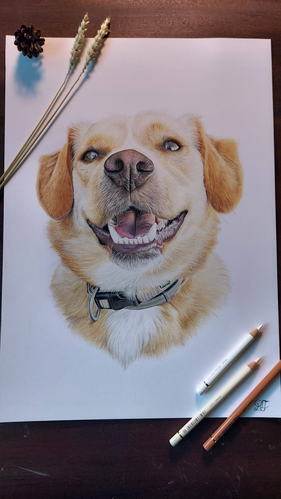 Retrato de cão