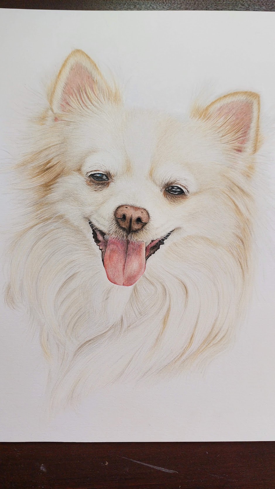 Retrato de cão em lápis de cor